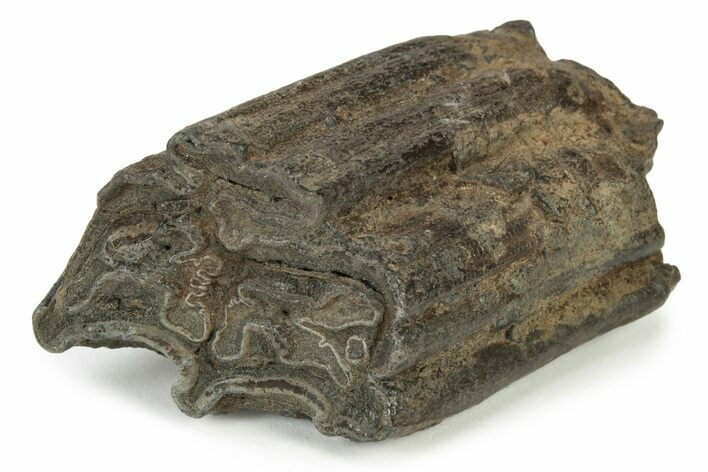 Pleistocene Aged Fossil Horse Tooth - South Carolina #231726